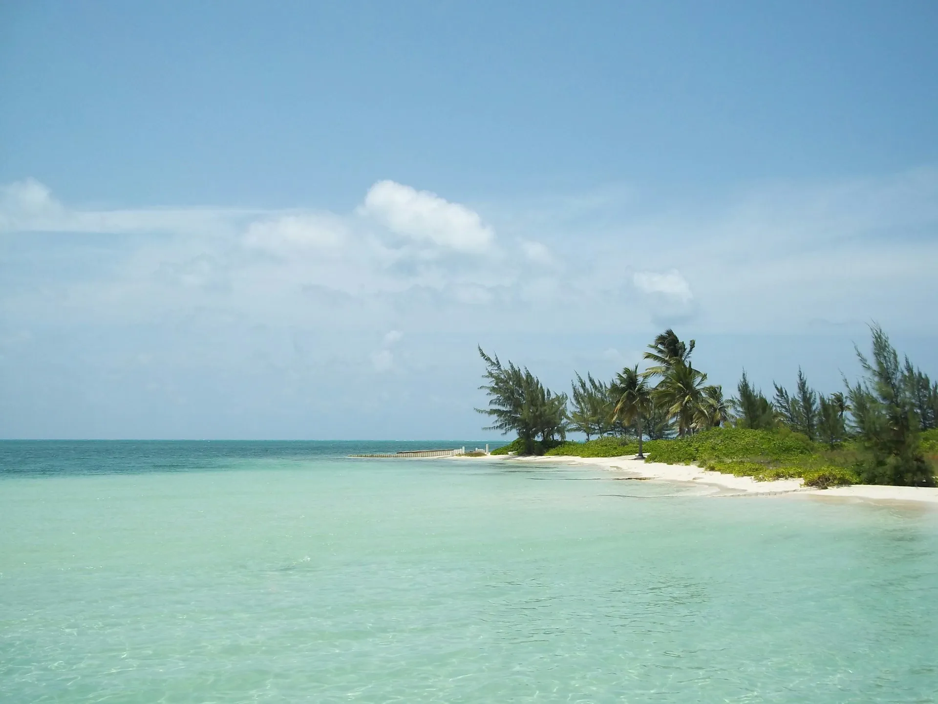 Palm trees and a quiet stretch of white sand on a Berry Islands beach