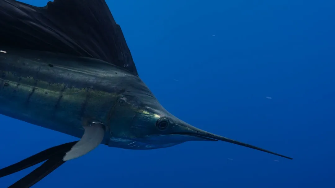 Blue marlin swimming in deep blue ocean water
